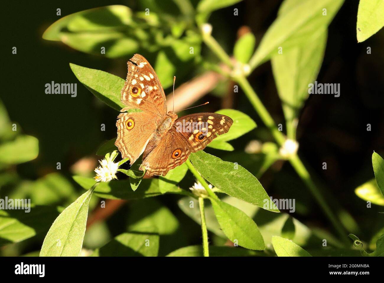 Lemon pansy butterfly, open wing, Junonia lemonias, Sammillan Shetty`s Butterfly Park, Beluvai, Karnataka, India Stock Photo